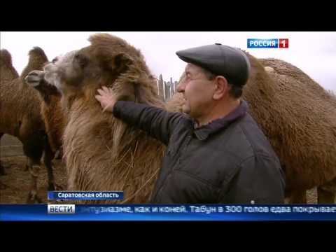 Разведение верблюдов и лошадей на юге Саратовской области