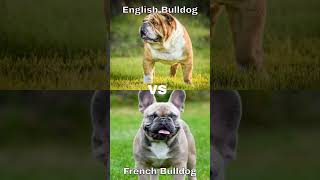 English Bulldog vs French Bulldog, Subscribe for English, Like or Comment for Frenchie#frenchbulldog