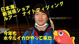 2021年2月16日 【ホタルイカ】ホタルイカ掬いに行ったら巨大魚現る・・・