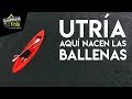 UTRÍA, EL ÚTERO DE LAS BALLENAS. Así habla Josefina Klinger de este tesoro de Nuquí - Chocó