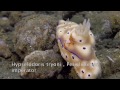 Png nudibranch only edition divingmuck diving