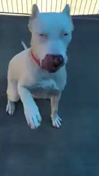 Snowie 7 mo female Dogo Argentino