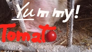 Pig tasting food:Tomato 🍅 🐷