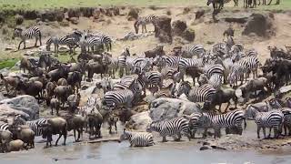 Смертельная переправа. Миграция Антилоп Гну и Зебр через реку в Африке
