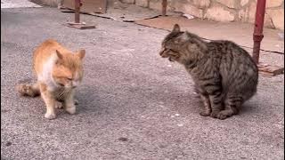 Gatti che litigano… con un vaffanculo barese finale!