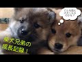 可愛すぎる！柴犬５兄弟！仔犬たちの成長記録