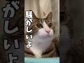 俺の家族紹介#cats #short#球太