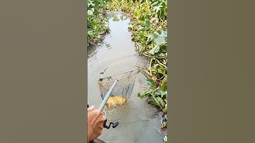 2 Cha con câu cá sông cá ăn liên tục #fishing