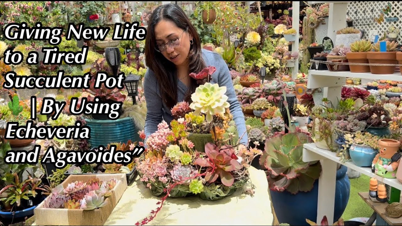 Восхитительное сияние 🌵 | Оживление уставшей, вытянувшейся композиции 🌿 (8 февраля 2026 г.)