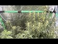 Week 5/6 for the autos. Prepping for the next round of flowers