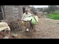 A man rider on donkey in village/village life in Pakistan/a man working in village