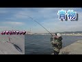 【オモック】タルオモリに針付けたら青物が釣れる。