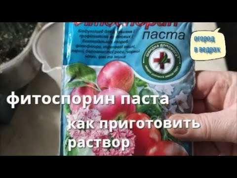 Фитоспорин для петуний. Фитоспорин. Как правильно приготовить раствор фитоспорина. Как правильно развести Фитоспорин пасту. Как разбудить Фитоспорин и усилить его действие.