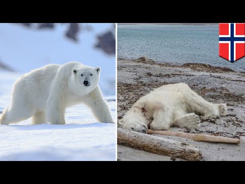 Beruang kutub ditembak karena bersikap seperti beruang - TomoNews