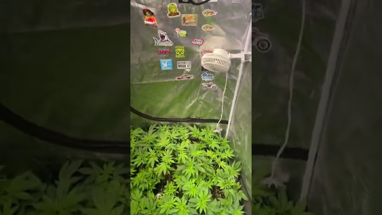 How many plants fit in a 4x4 grow tent?