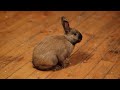 Brown domestic rabbit sitting on hardwood floor looking right in a home setting