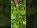 vegetable from kitchen garden #shorts #viral #garden #vegetables