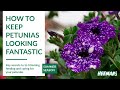 How to Keep Petunias Looking Fantastic All Summer