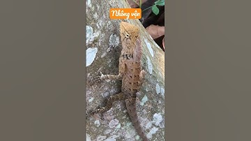 Video về kỳ nhông vện 1311