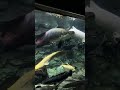 big aquarium