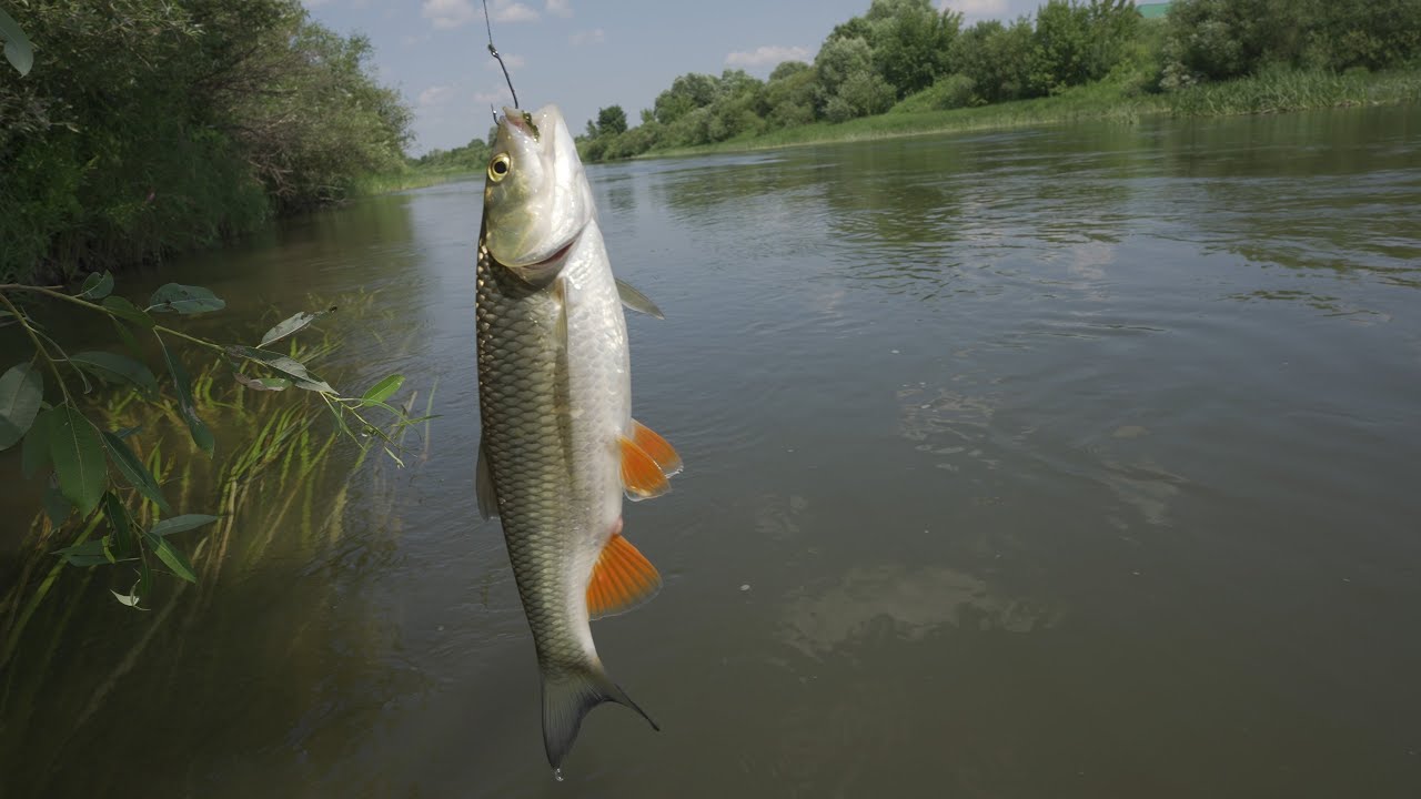 Голавль на кузнечика/саранчу, день второй, рыбалка на реке Мокша - YouTube