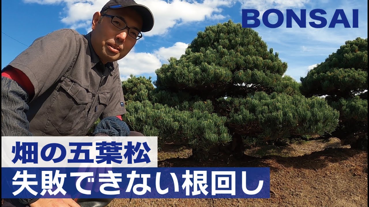 【畑の盆栽】失敗できない五葉松の根回し【完全版】