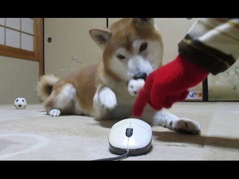 【Ｈao123】柴犬ちゃめのフィンガー体操で理想の生活