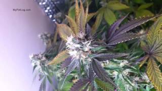 First Time Marijuana Grower Question and Day 42 of LED Growing Weed Indoors