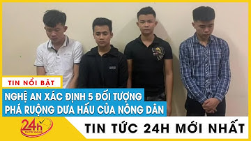 Tạm giữ 5 đối tượng phá ruộng dưa hấu của cụ ông ở Nghệ An, xử phạt thế nào? | TV24h