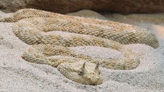 The Most Deadly Snake Of The Egyptian Desert - Top 10 most dangerous snakes in the deserts