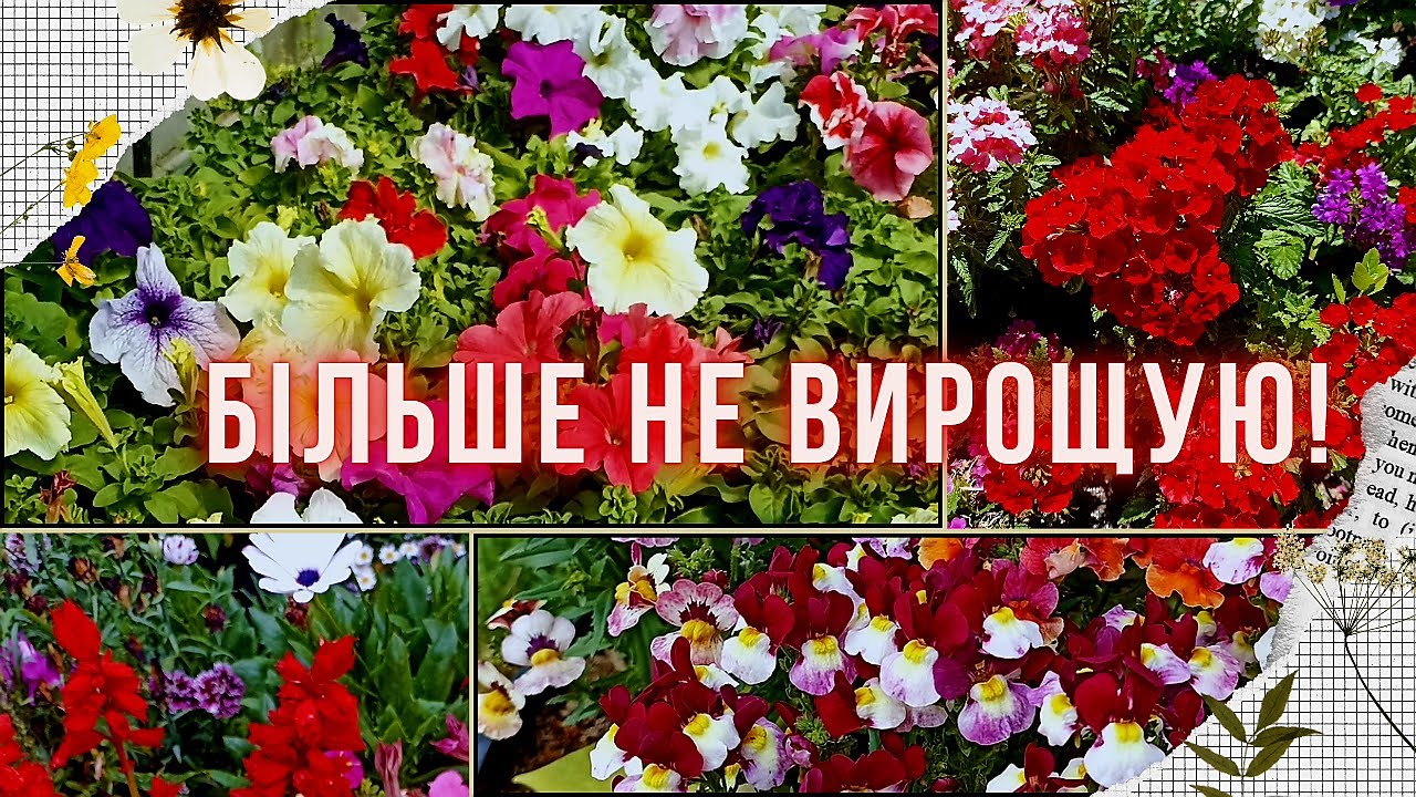 Квіти, від вирощування яких відмовилась з різних причин. Яких квітів не буде в цьому сезоні