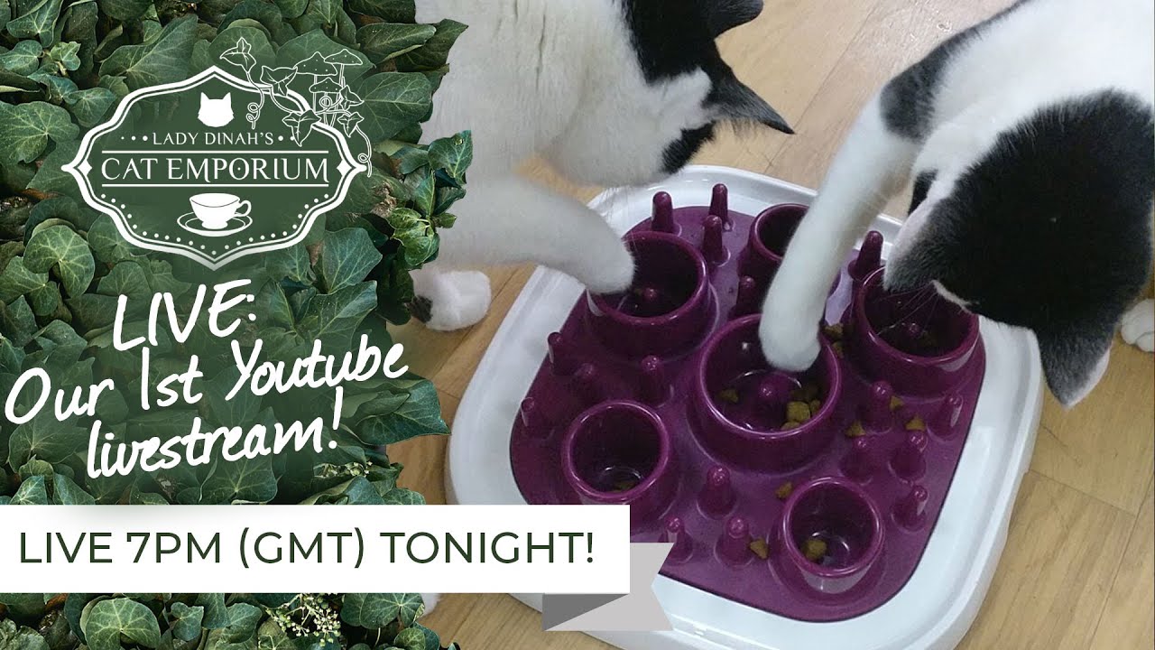 cats inn LIVE: Our first Monday Night Livestream on YouTube!