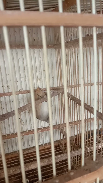 harga burung bahan pelanduk semak