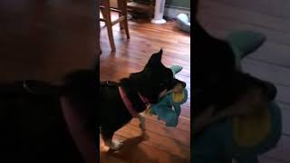 LOCAL MUTT FLAPS EARS, COMES DANGEROUSLY CLOSE TO TAKING FLIGHT (MUST SEE!!!!!)