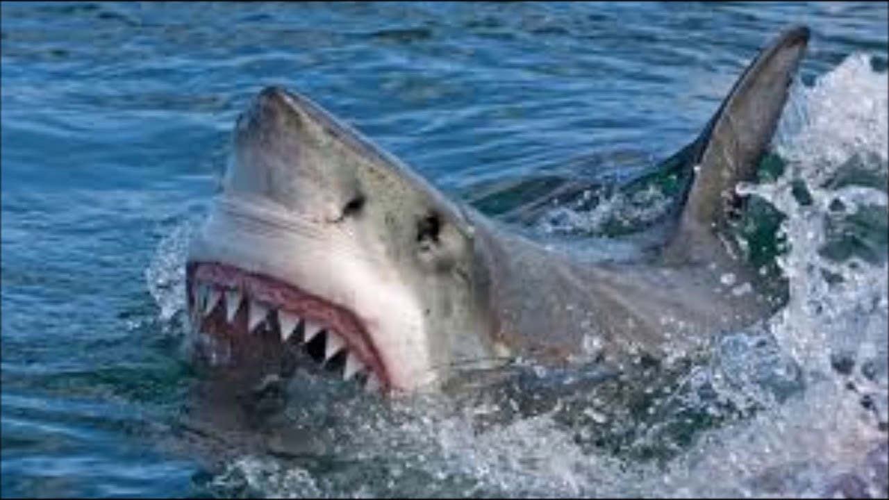 my shiny teeth and me with cool shark pictures youtube