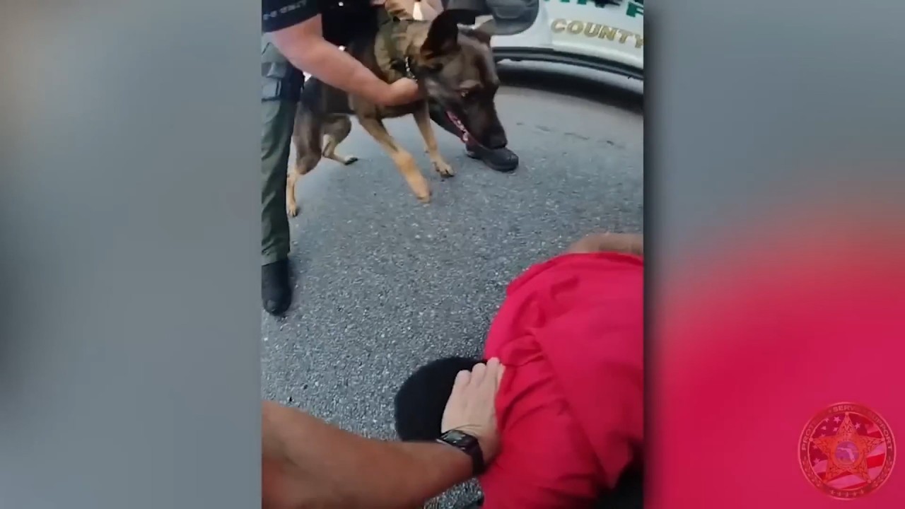 Carjacker gets HUMBLED after CRAZY chase in Florida - YouTube