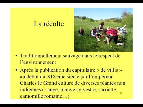 Vidéo: Info sur la sauge des bois - Comment cultiver la germandrée américaine