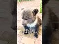 感動したらいいね最後まで見てコメントしてね#shorts #感動 #動物 #熊