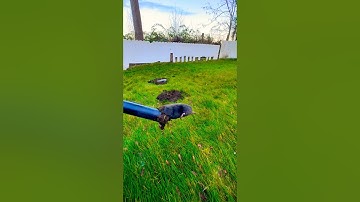 GopherHawk kills moles and gophers without digging or disrupting your garden. Easy to use!