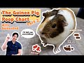 Understanding Guinea Pig Poop: A Complete Guide to Health Monitoring