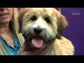 Grooming Guide - Tibetan Terrier Puppy Trim - Pro Groomer の動画、YouTube動画。