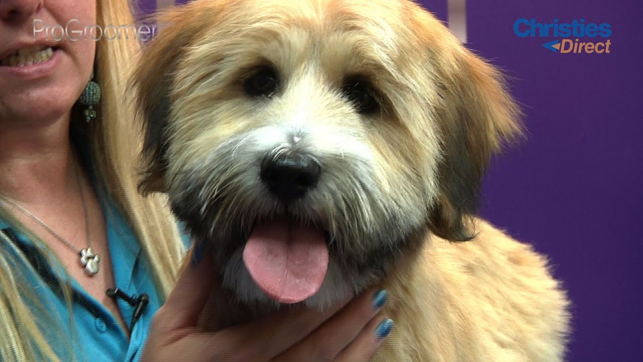 tibetan terrier and poodle mix