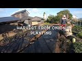 Harvest From Onion Planting