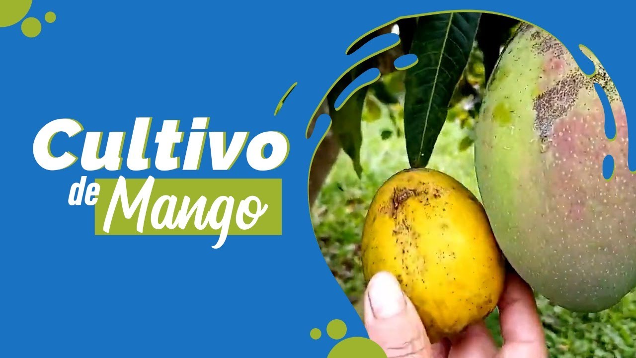 Sur oeste recomendar Ten confianza 🟠 Conozcamos el Cultivo de mango 🌱 Fruto 🌿 injerto 🟢 - YouTube