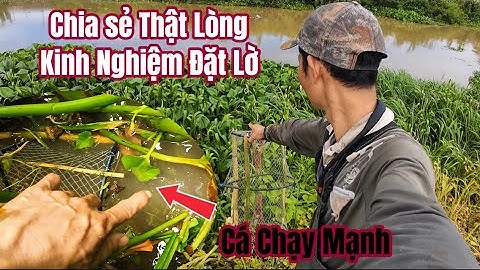 Chia Sẻ Thật Lòng Kinh Nghiệm Đặt Lờ Chạy Cá Hiệu Quả Cao Nhất / Setting Fish Traps on the River