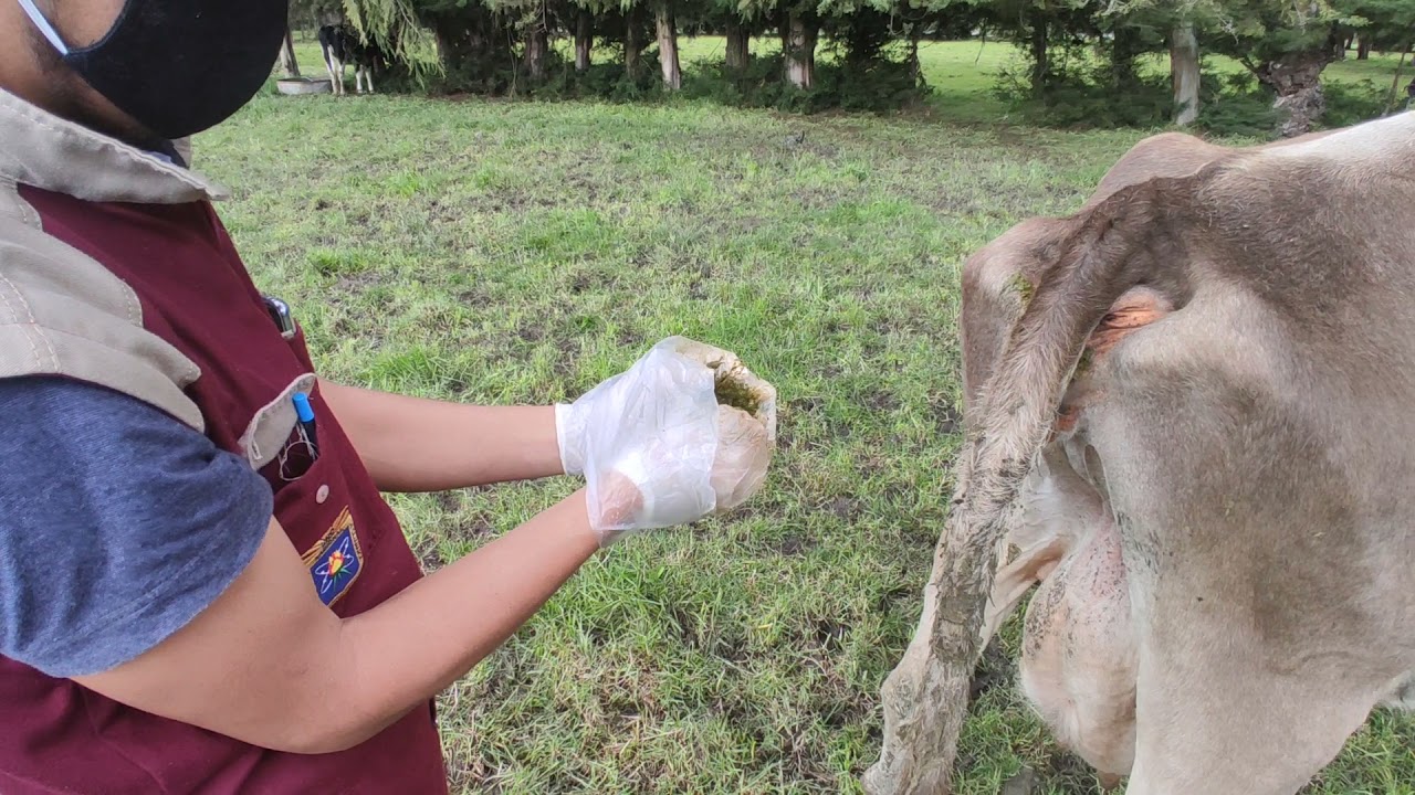 Toma De Muestra De Heces En Vacuno Para Examen Parasitol Gico