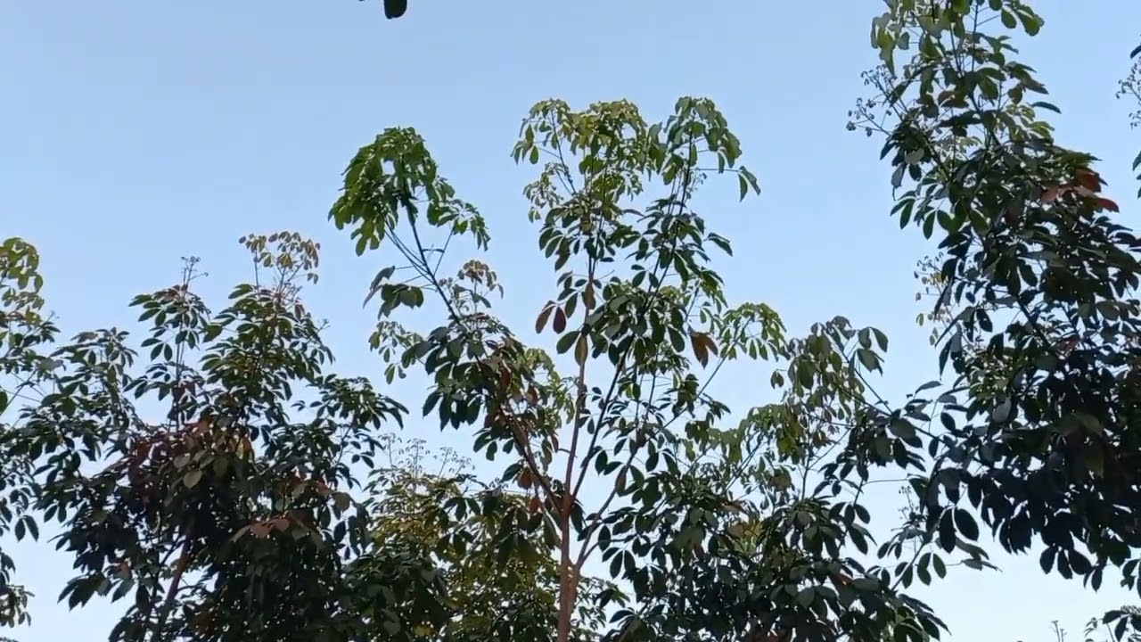 พันธุ์600 ยอดเดินหน้าแล้ง 3.6 ปี เตรียมดินดีๆ