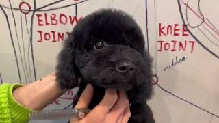 Poodle Puppy Grooming | Puppy Grooming | Dog Grooming by Puppy Groomy 123 views 11 months ago 1 minute, 52 seconds