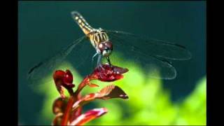 "Silent Noon" - Ralph Vaughan Williams - Robert Olson (2011)