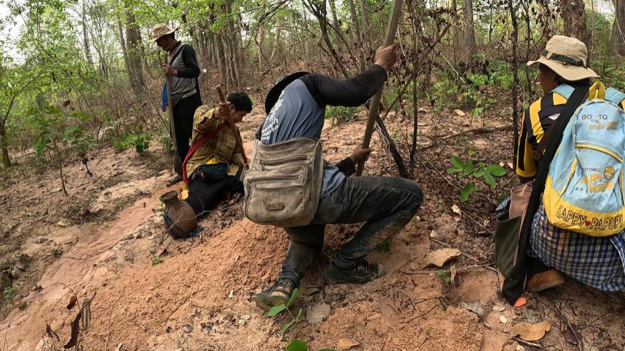 ขุดอึ่ง ขุยอึ่ง รูอึ่ง ดูอย่างรับชมได้ในคลิปได้เลยครับ  |  พรานหมึก คนตีผึ้ง